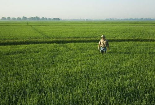 科技賦能農(nóng)業(yè) 創(chuàng)新水果種植模式開啟高效農(nóng)田新篇章